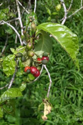 white wild coffee (Psychotria rufipes)