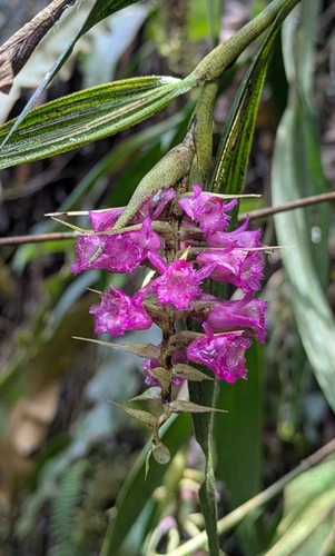 Spotted Elleanthus (Elleanthus maculatus)