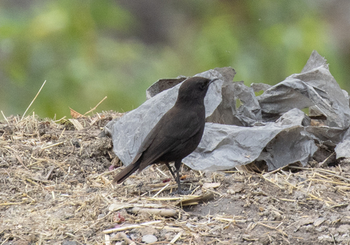 Rüppell's Black Chat (Myrmecocichla melaena), photo 5