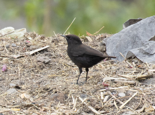 Rüppell's Black Chat (Myrmecocichla melaena), photo 2