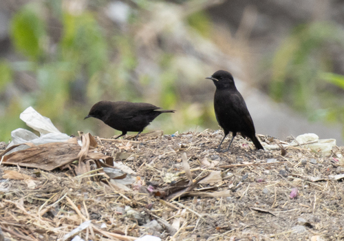 Rüppell's Black Chat (Myrmecocichla melaena), photo 3