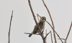 Ploceus sakalava