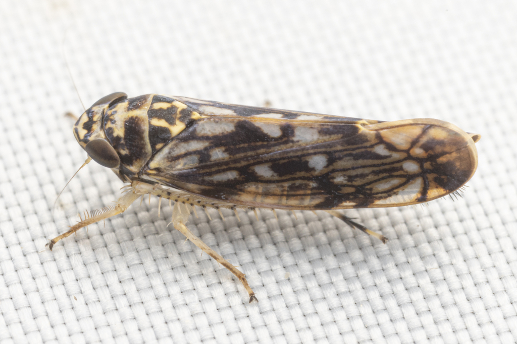 Scaphoideus nigrellus