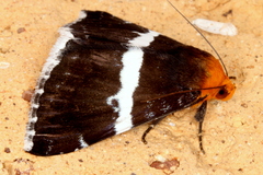 Buzara frontinus