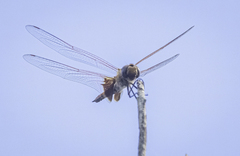 Tramea stenoloba