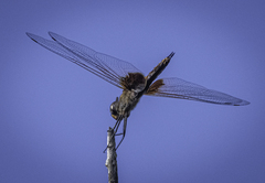 Tramea stenoloba