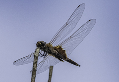 Tramea stenoloba