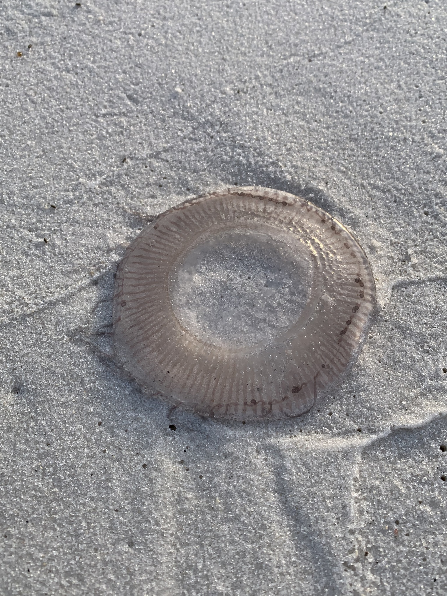 Rhacostoma atlanticum L.Agassiz, 1851
