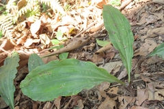 Cremastra appendiculata