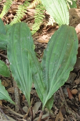 Cremastra appendiculata