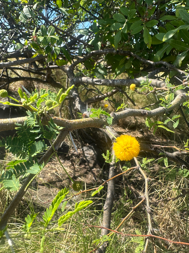 Vachellia farnesiana observed 2026-02-24