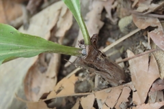 Cremastra appendiculata