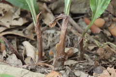 Cremastra appendiculata