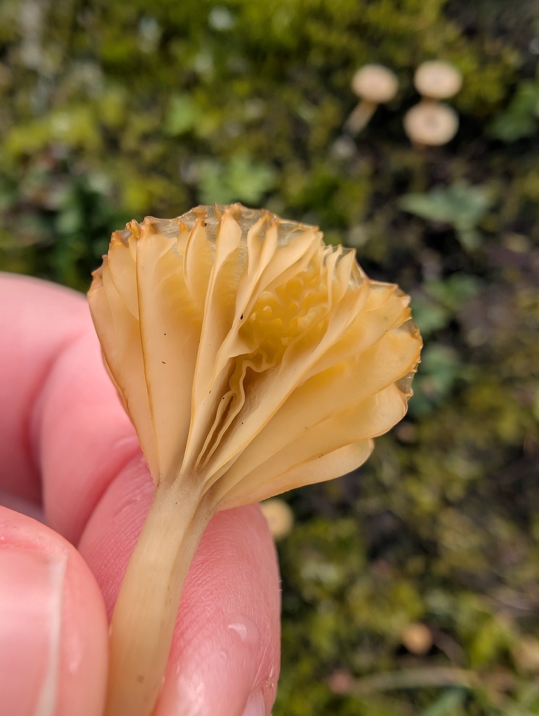 Lichenomphalia ericetorum · February 2026 · photo: © simonele (iNaturalist, cc-by)