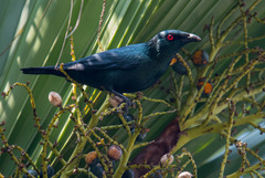 Aplonis panayensis