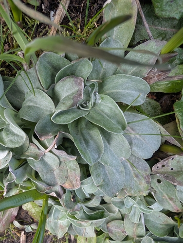 featherweed (Gamochaeta ustulata)