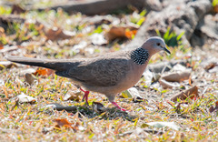 Streptopelia chinensis