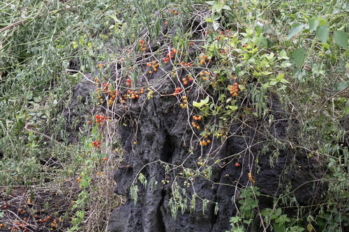 Solanum pimpinellifolium, photograph 4