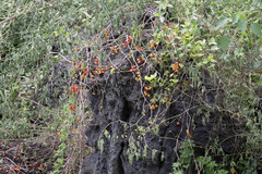Solanum pimpinellifolium, photograph (c) Kristof Zyskowski, some rights reserved (CC BY)