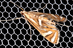 Margarosticha euprepialis