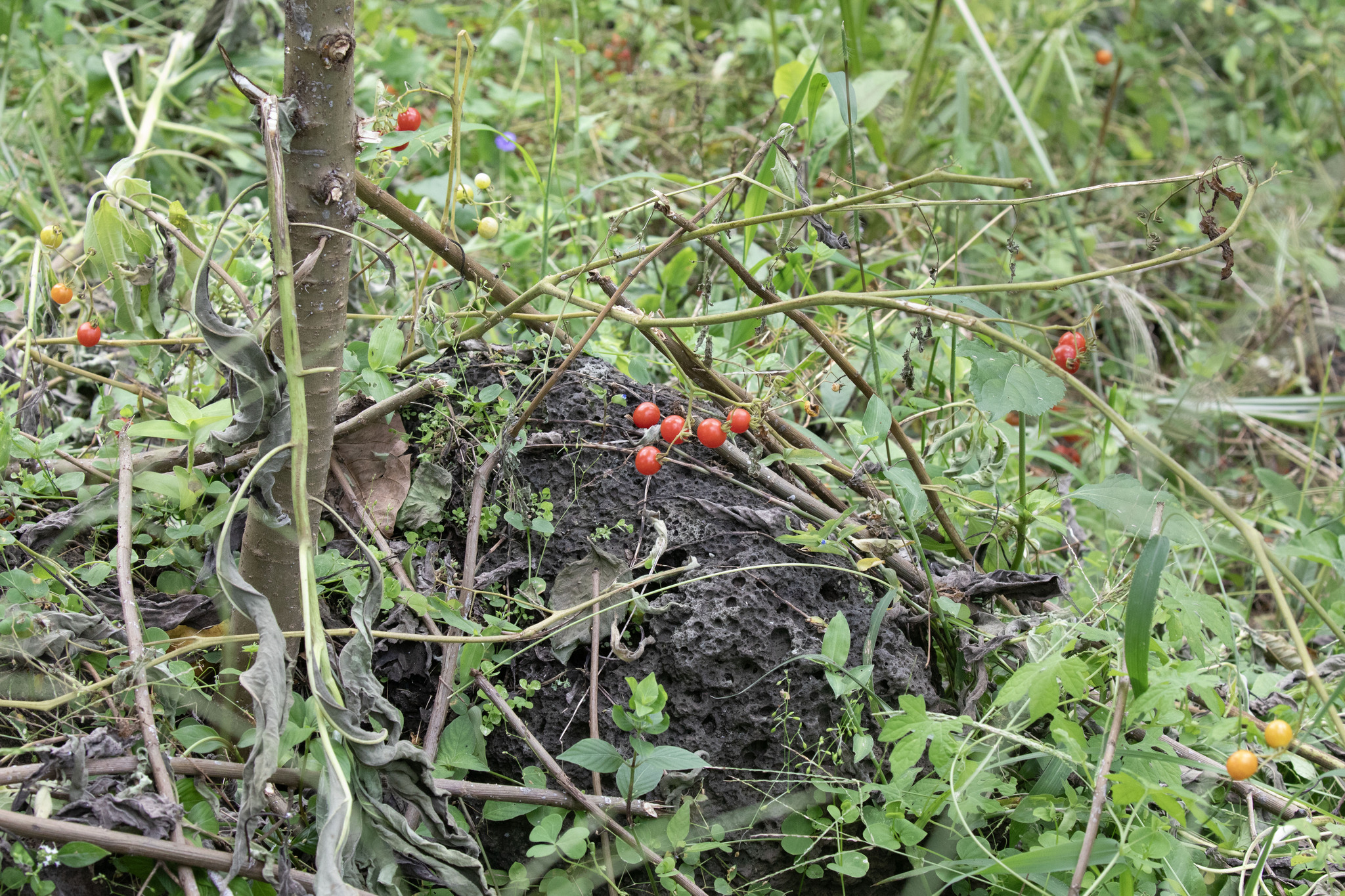 Currant Tomato (Solanum pimpinellifolium)