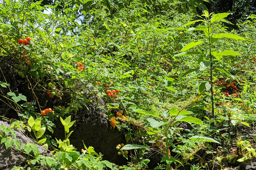 Solanum pimpinellifolium, photograph 5