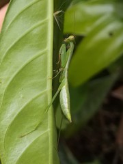 Titanodula formosana