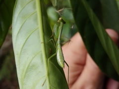 Titanodula formosana