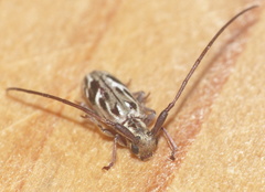 Eunidia strigata
