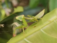 Titanodula formosana