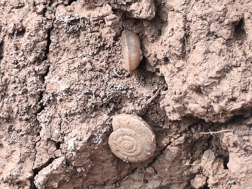 Laeocathaica carinifera