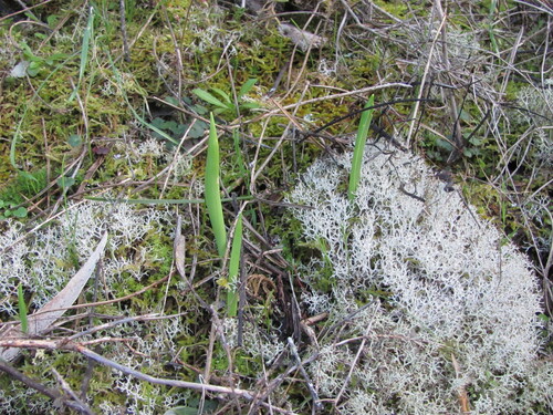 Scilla monophyllos
