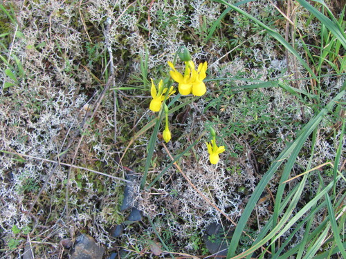 Narcissus triandrus (Narcissus triandrus)