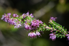 Erica williamsiorum