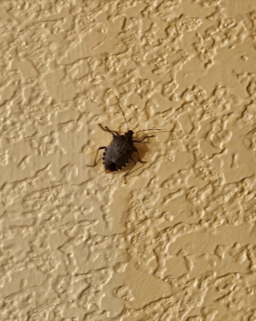 Brown Marmorated Stink Bug from E Eisenhower Blvd, Loveland, CO, US on ...