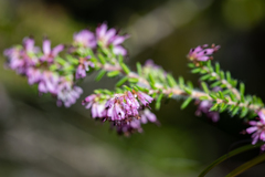 Erica williamsiorum