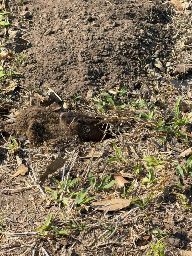 Eastern Pocket Gophers from 2205 TX-141 W, Kingsville, TX 78363, USA on ...
