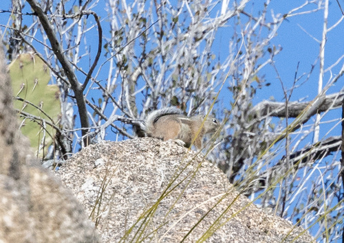 Texas Antelope Squirrel observed by brentano