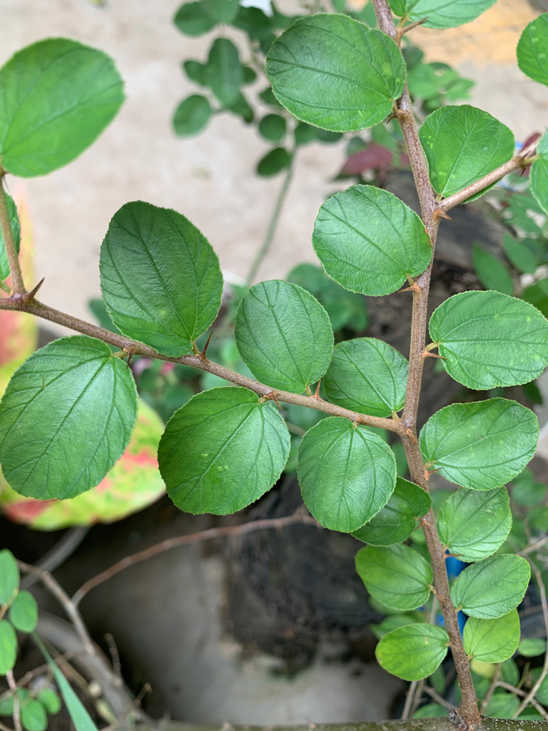 Chinee Apple (Ziziphus mauritiana)