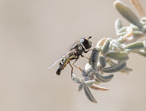 Unknown species found near High Desert, Albuquerque, NM, USA