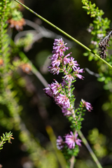 Erica williamsiorum