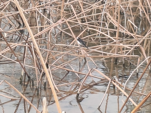 White Wagtail