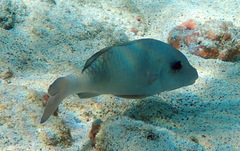 Parupeneus insularis