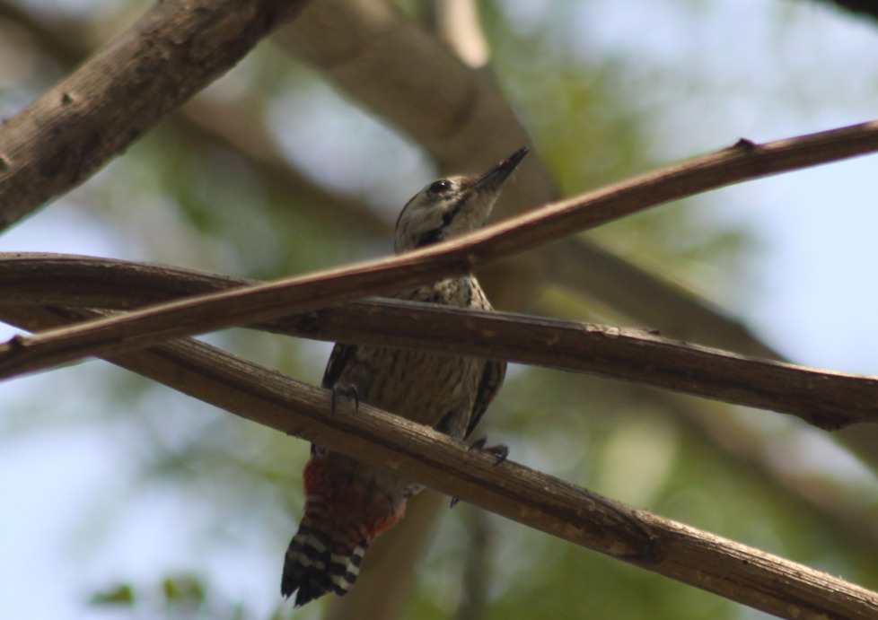 Freckle-breasted Woodpecker (Dendrocopos analis), photo 10