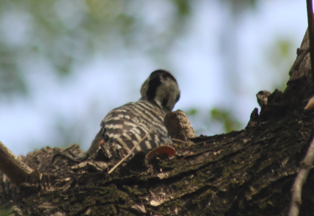Freckle-breasted Woodpecker (Dendrocopos analis), photo 9
