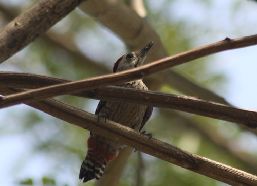 Freckle-breasted Woodpecker (Dendrocopos analis)