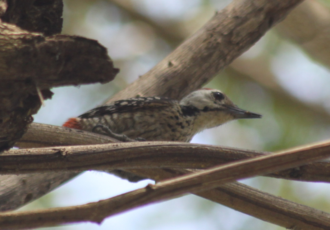Freckle-breasted Woodpecker (Dendrocopos analis), photo 2