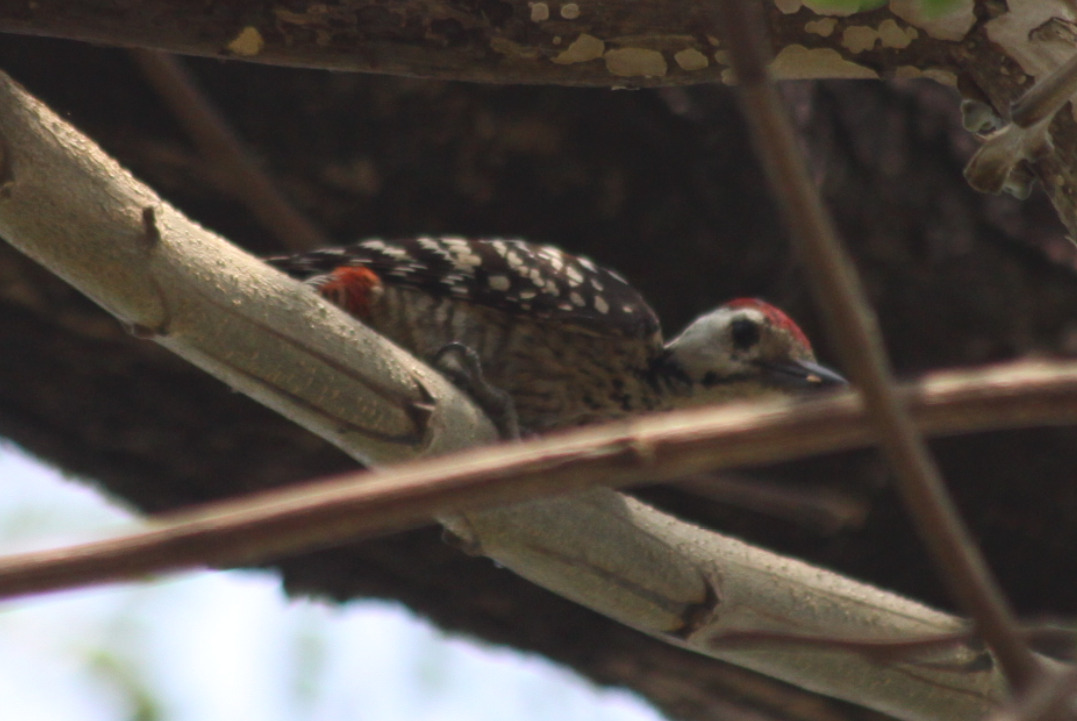 Freckle-breasted Woodpecker (Dendrocopos analis), photo 7