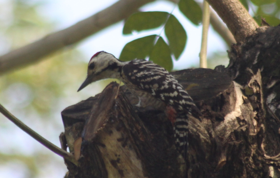 Freckle-breasted Woodpecker (Dendrocopos analis), photo 8