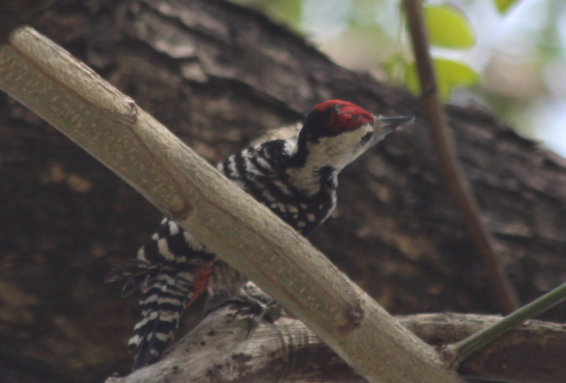 Freckle-breasted Woodpecker (Dendrocopos analis), photo 6